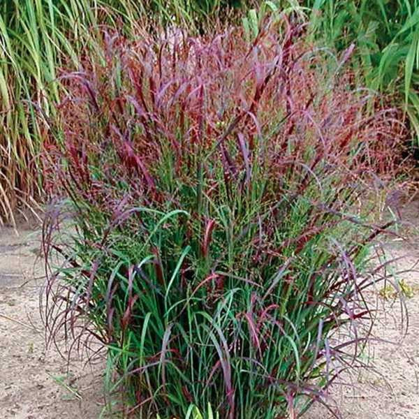 Panicum Squaw - Herbaceous - Windyridge Garden Centre