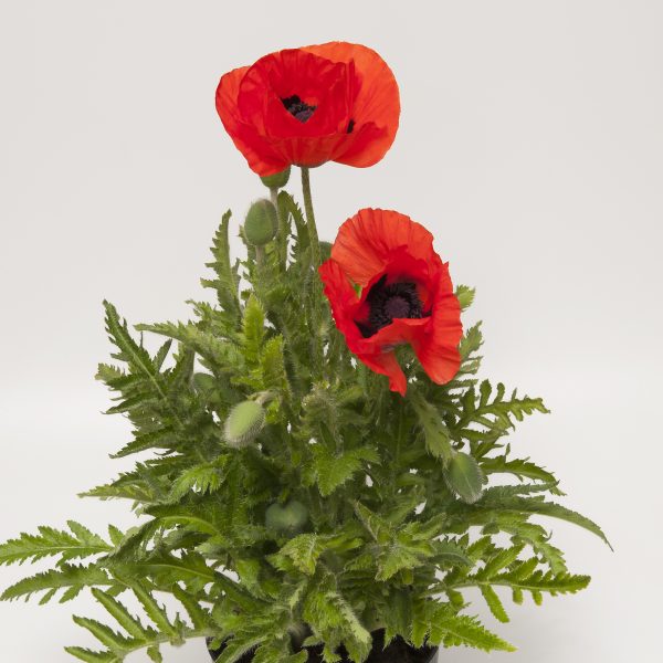 Papaver or. Allegro