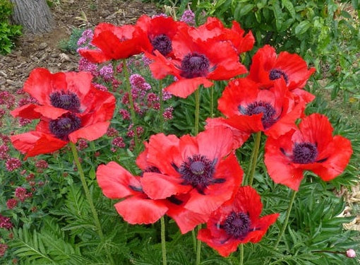 Papaver or. Beauty of Livermere