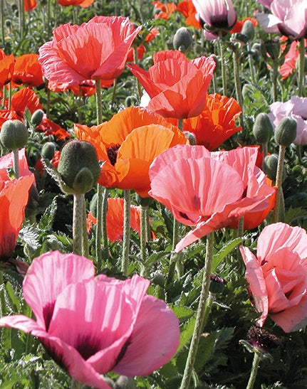 Papaver Or. Pizzicato - Herbaceous - Windyridge Garden Centre