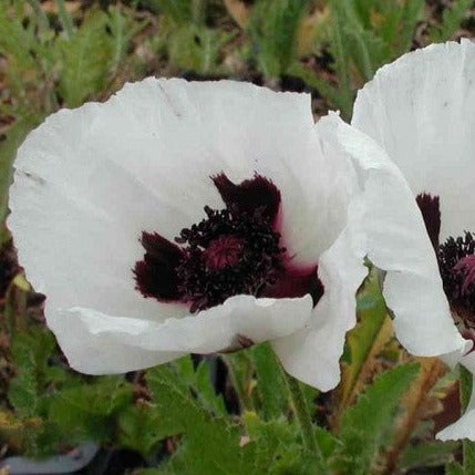 Papaver or. Royal Wedding