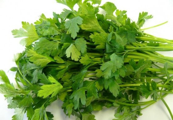 Parsley Flat Leaf (french)