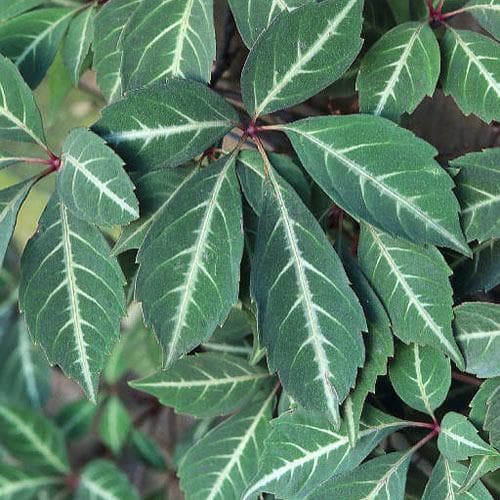 Parthenocissus Henryana