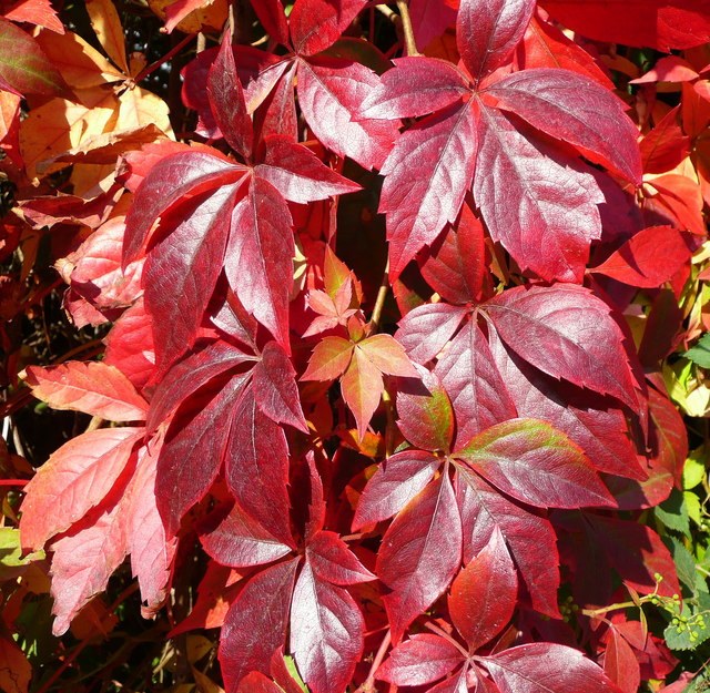 Parthenocissus Quinquefolia  2 Ltr 4 Canes - Climbers - Windyridge Garden Centre