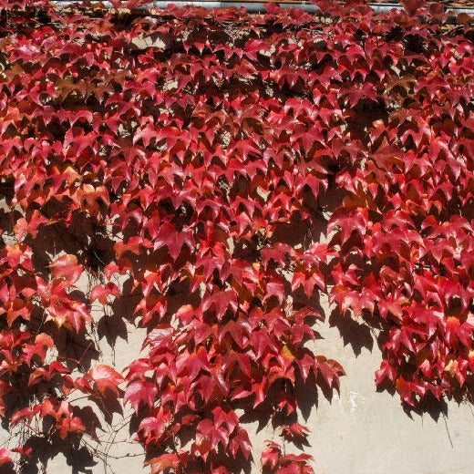 Parthenocissus Tr. Veitchii - Climbers - Windyridge Garden Centre