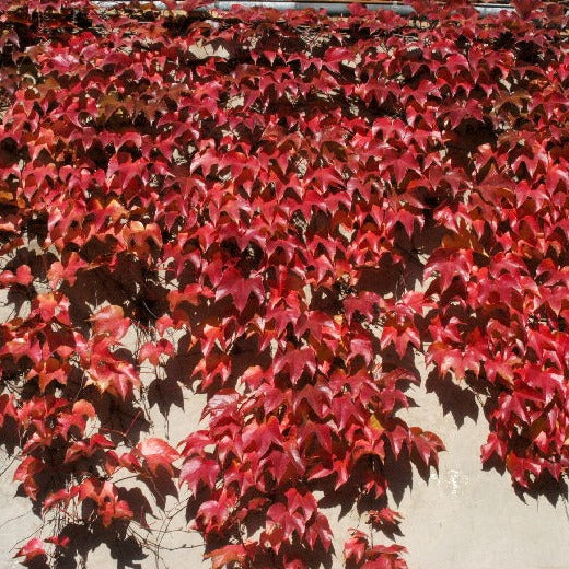 Parthenocissus tic. Veitchii - Climbers - Windyridge Garden Centre