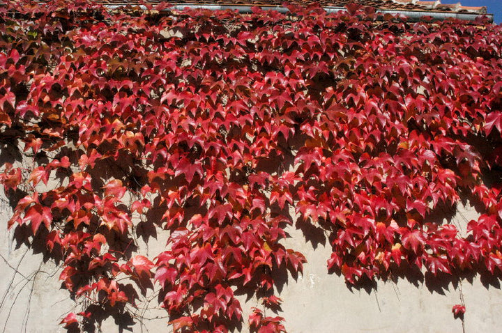 Parthenocissus Veitchii