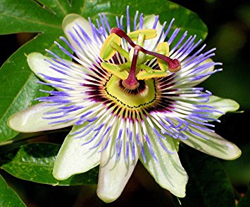 Passiflora Caerulea - Climbers - Windyridge Garden Centre