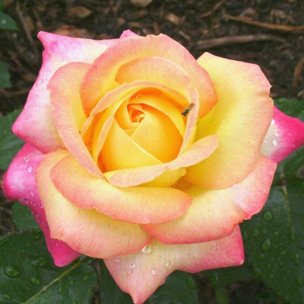 Rosa Peace - Roses - Windyridge Garden Centre