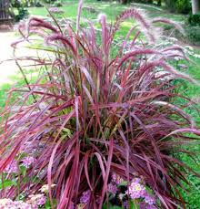Pennisetum Setac. Fireworks - Herbaceous - Windyridge Garden Centre