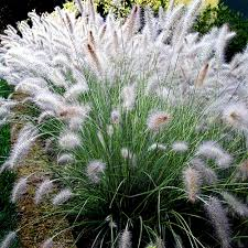 Pennisetum Hameln - Herbaceous - Windyridge Garden Centre