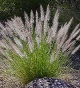 Pennisetum Rupelli - Herbaceous - Windyridge Garden Centre