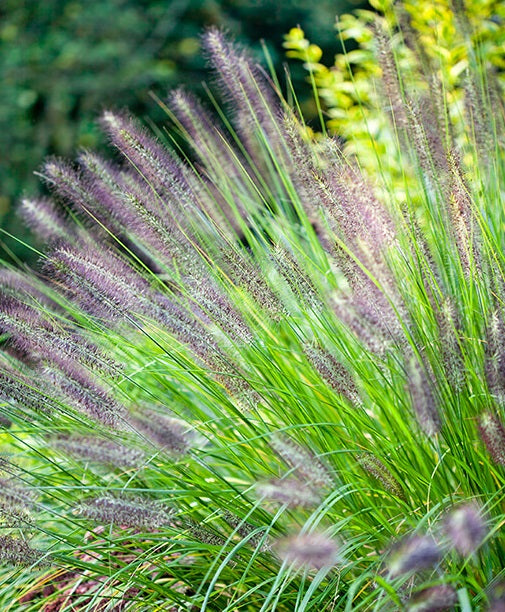 Pennisetum Alopecuroides Viridesc. - Herbaceous - Windyridge Garden Centre