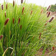 Pennisetum Red Bunny Tails - Herbaceous - Windyridge Garden Centre