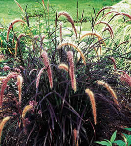Pennisetum Rubrum - Herbaceous - Windyridge Garden Centre