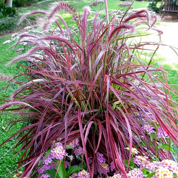 Pennisetum Setacum Fireworks - Herbaceous - Windyridge Garden Centre