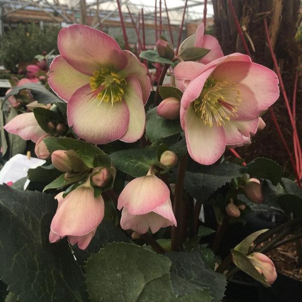 Helleborus Pennys Pink