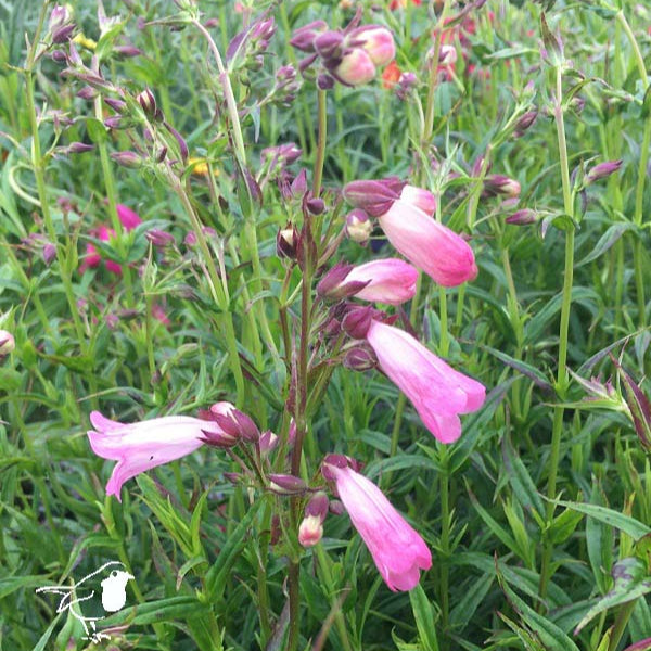 Penstemon Apple Blossom - Herbaceous - Windyridge Garden Centre