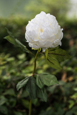 CLUMPS PAEONIA DOUBLE WHITE loose