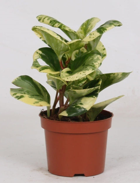 Peperomia Obt. Variegata  P12 - Indoor Plants - Windyridge Garden Centre
