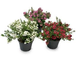 Pernettya In Variety - Bedding - Windyridge Garden Centre