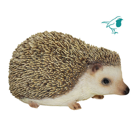 PP Pygmy Hedgehog F