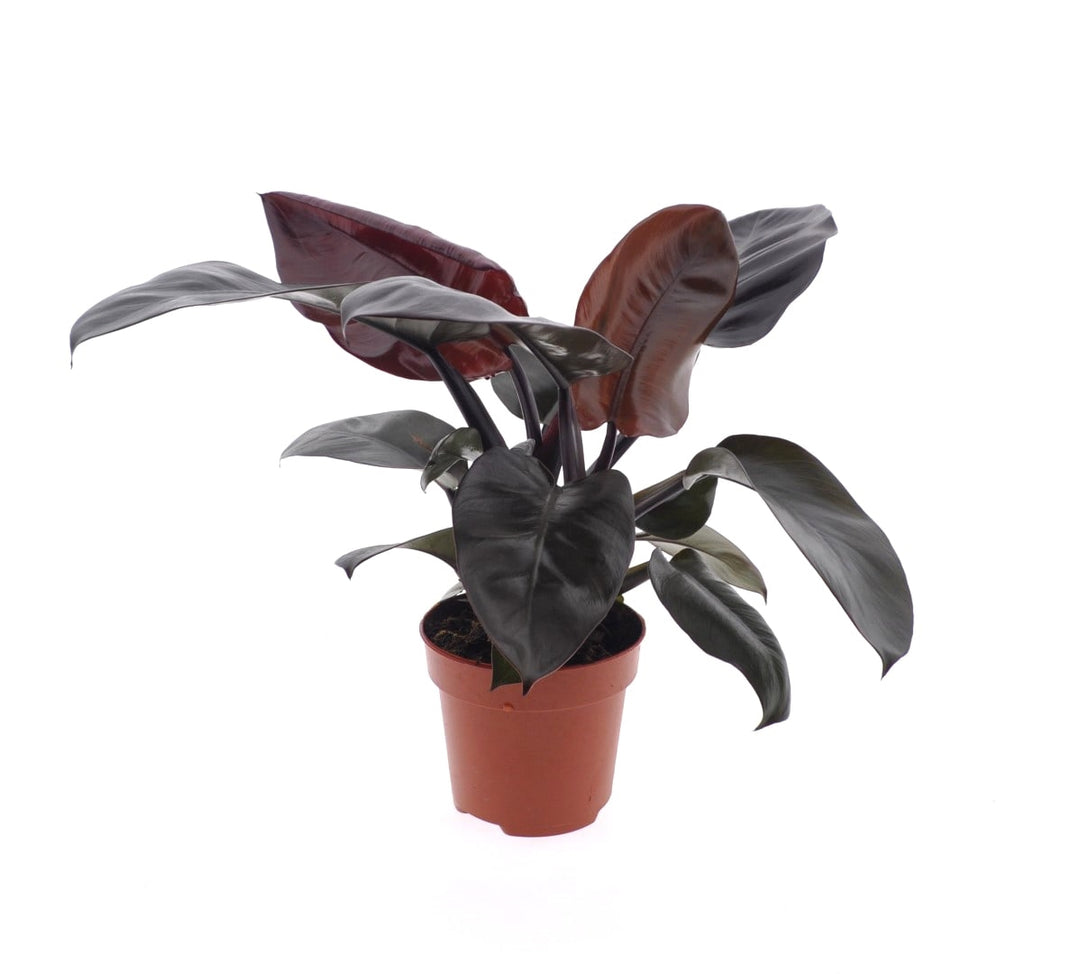 Philodendron ... Black Cardinal - Indoor Plants - Windyridge Garden Centre