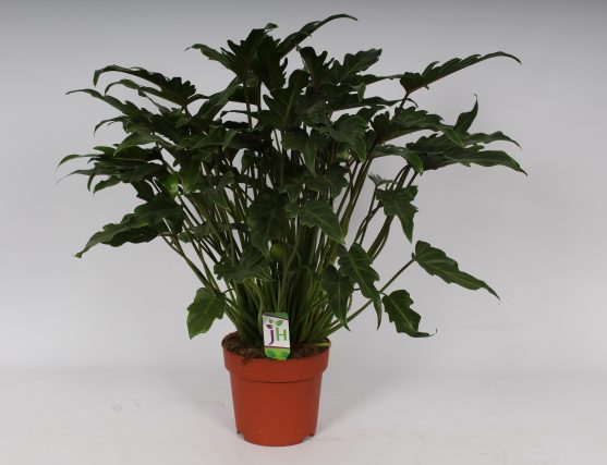 Philodendron Xanadu  P21 - Indoor Plants - Windyridge Garden Centre