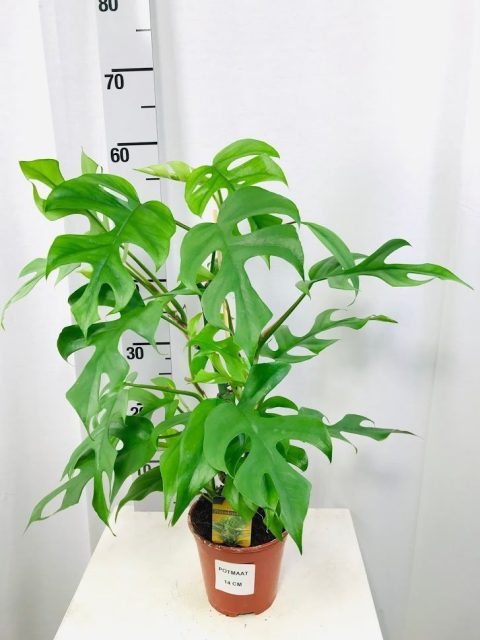 Philodendron Minima  P14 - Indoor Plants - Windyridge Garden Centre