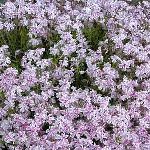 Phlox 'Candy Stripes' - Herbaceous - Windyridge Garden Centre