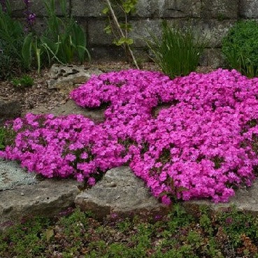 Phlox Daniels Cushion