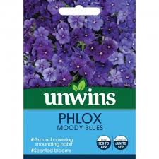Phlox Moody Blues