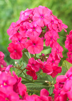 Phlox paniculata Famous Cerise