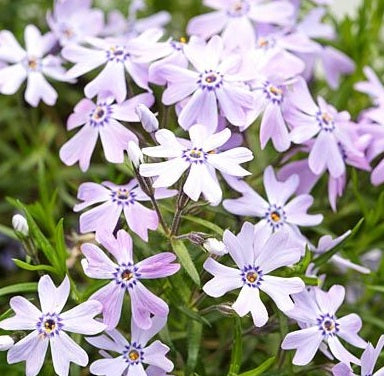 Phlox subulata Fabulous Blue