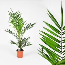Phoenix Canariensis P19 - Indoor Plants - Windyridge Garden Centre