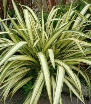 Phormium cookianum Cream Delight