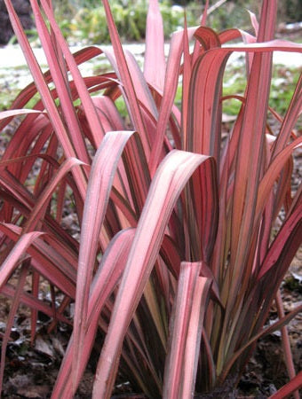 Phormium Pink Panther - Herbaceous - Windyridge Garden Centre
