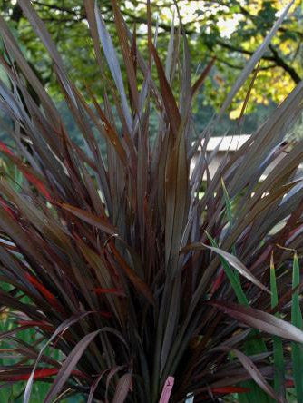Phormium Platts Black
