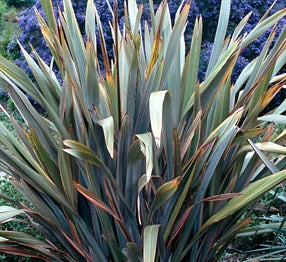 Phormium Sundowner - Herbaceous - Windyridge Garden Centre