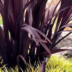Phormium Cook. Black Adder - Herbaceous - Windyridge Garden Centre