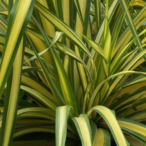 Phormium Yellow Wave - Herbaceous - Windyridge Garden Centre