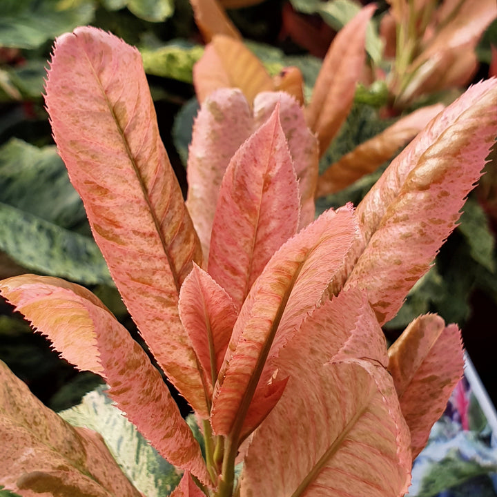 Photinia serr. Pink Crispy  3 Ltr pot