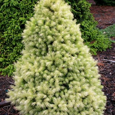 Picea Daisys White