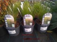 STIPA tenuissima Pony Tails