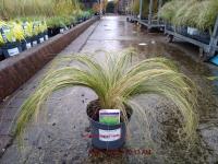 STIPA tenuissima Pony Tails