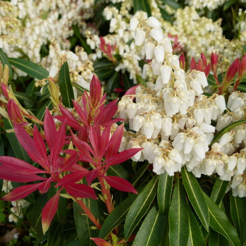 Pieris Forest Flame - Shrubs - Windyridge Garden Centre