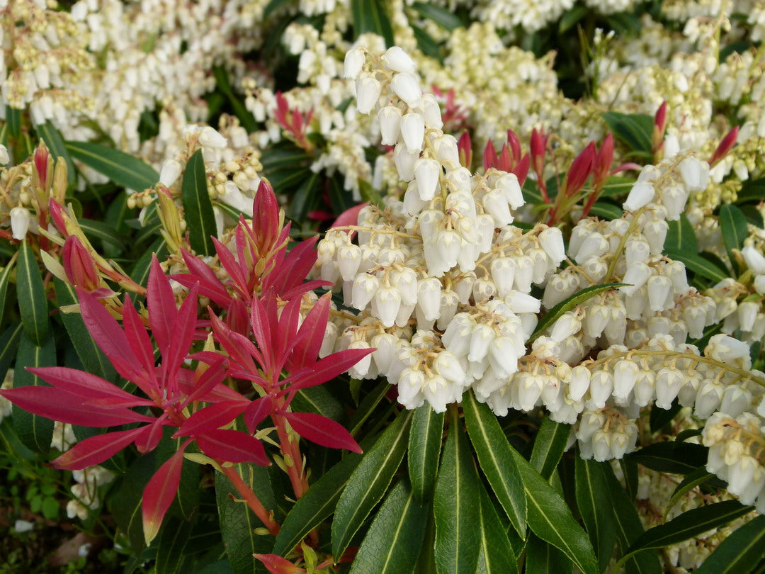 Pieris Forest Flame
