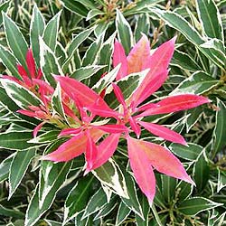 Pieris Flaming Silver