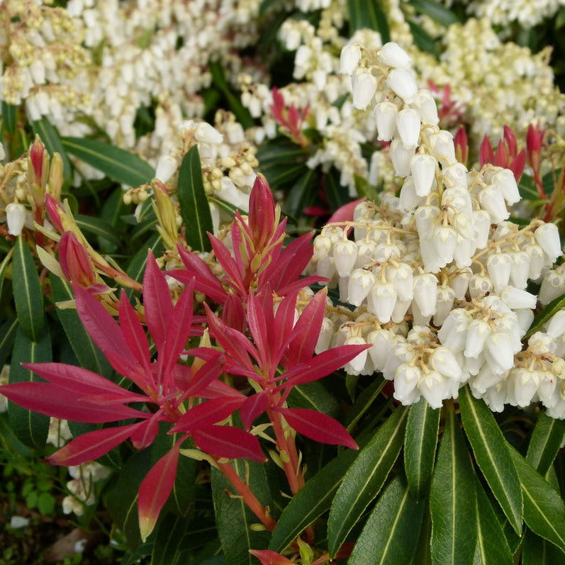 PIERIS FOREST  FLAME