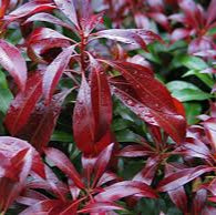 Pieris jap. Katsura